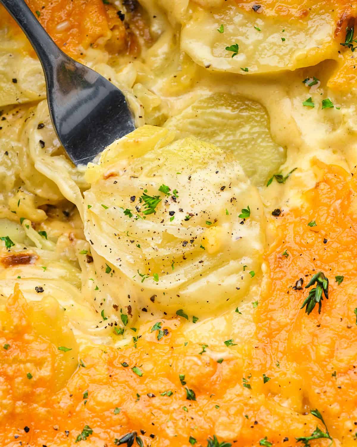 a fork taking a bite of potatoes au gratin after baking